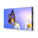 NEC UN552V | 55" Ultra-Narrow Bezel Professional-Grade Display NEC