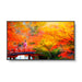 NEC MA491 | 49" Wide Color Gamut Ultra High Definition Professional Display NEC